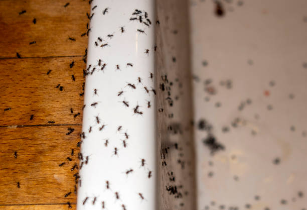 Best Pest Control Near Me  in Anson, TX