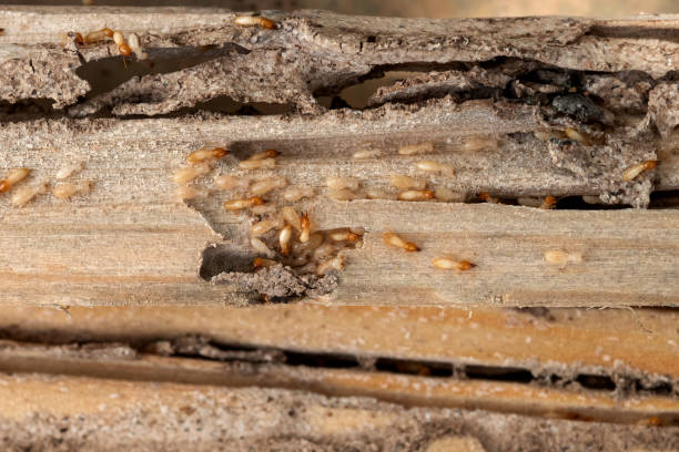 Best Cockroach Control Services  in Anson, TX