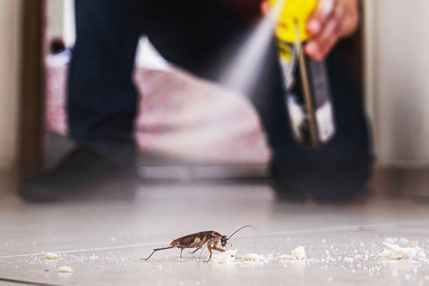Best Rodent Control Near Me  in Anson, TX